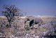 Etosha National Park - Elefante