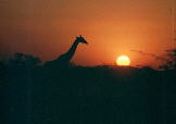 Etosha Nation Park