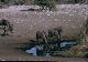 Etosha National Park - Gnu