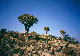 Kokerboom Forest