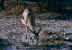 Etosha National Park - Springbok