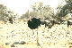 Etosha National Park - Struzzo