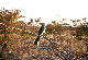 Etosha National Park - Tucano