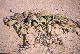 Welwitschia