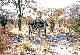 Etosha National Park - Zebre