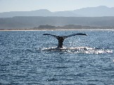 Balena nel Tsitsikamma National Park