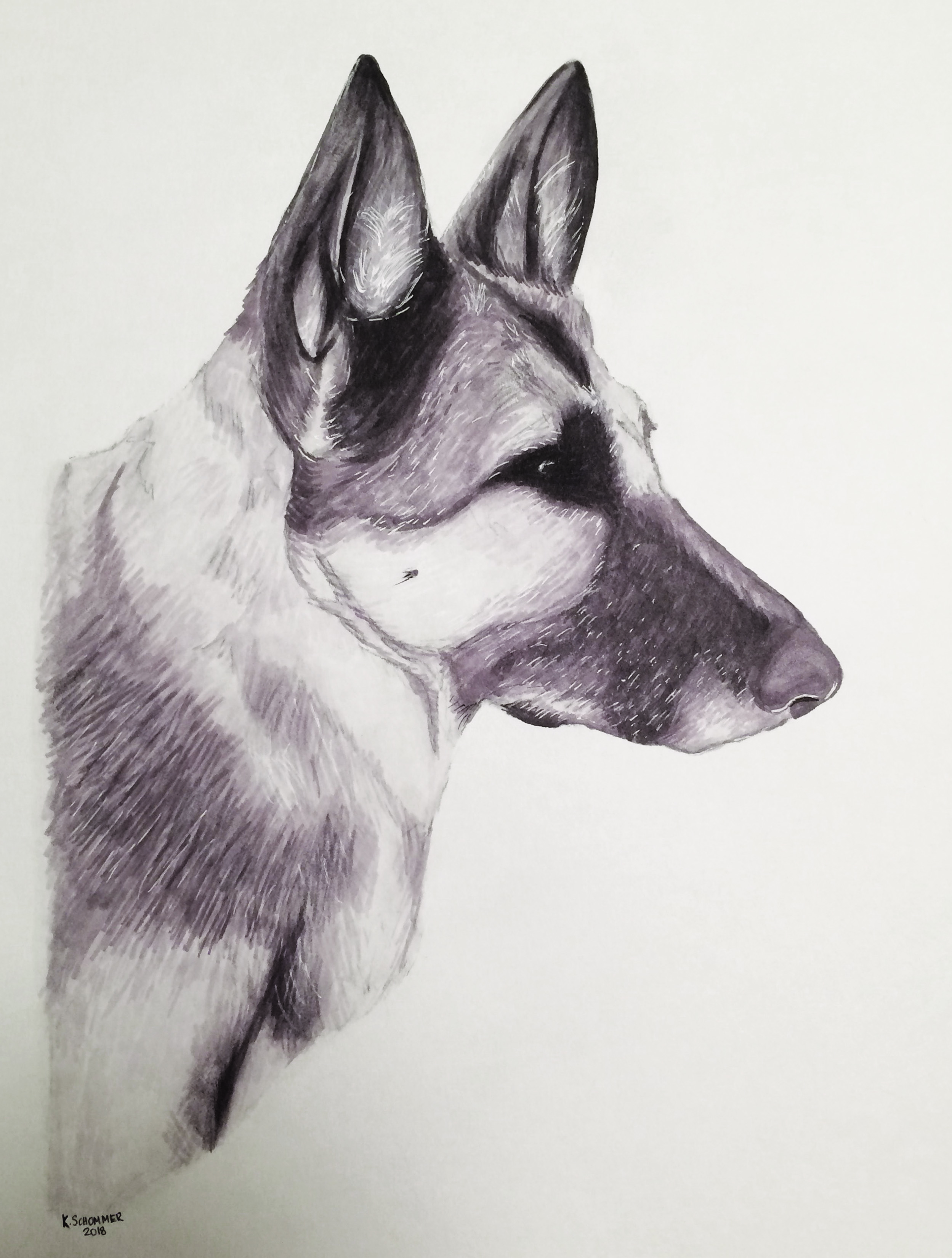 Dog Portrait
