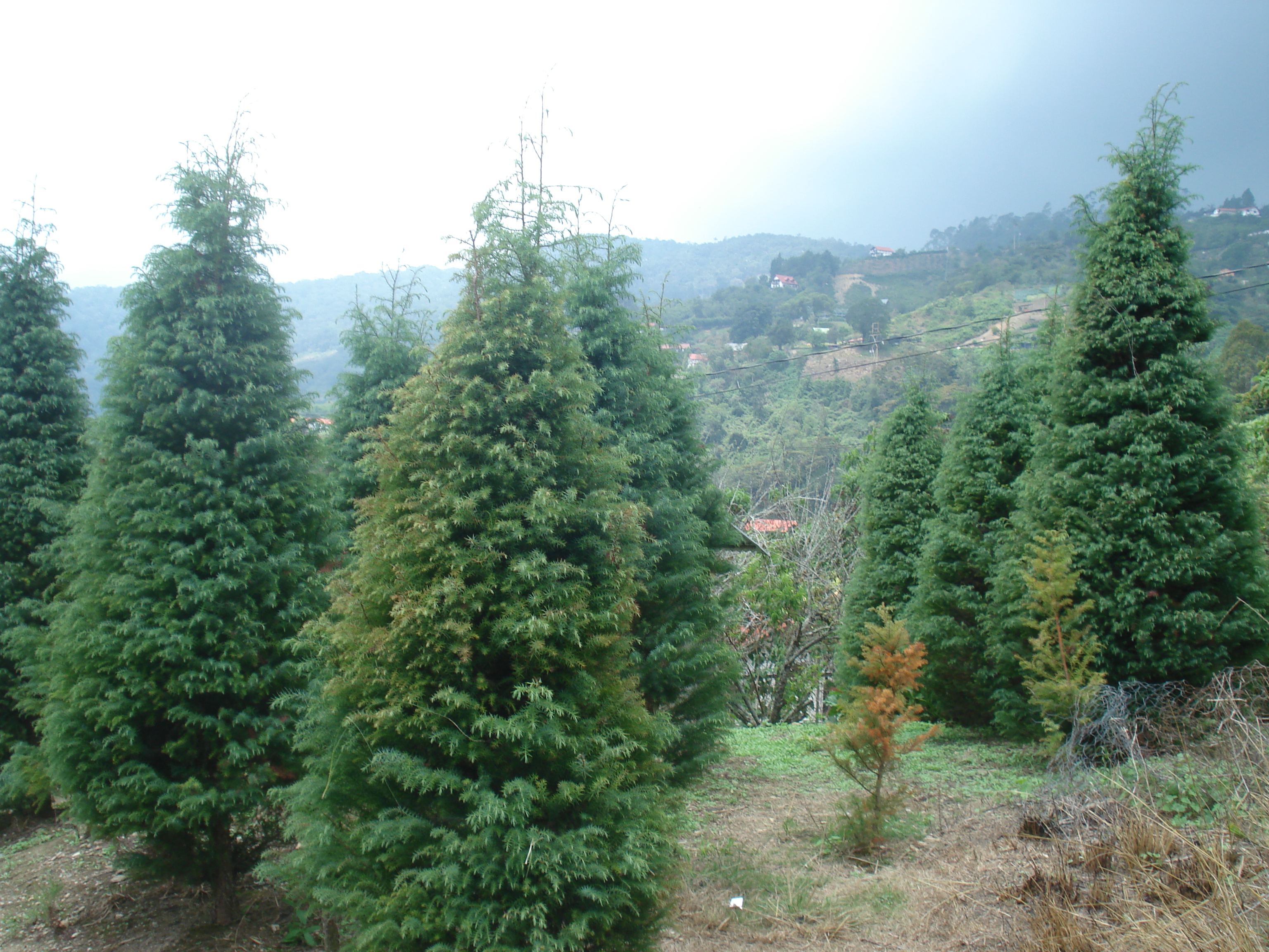 Terreno en disponibilidad y venta en La Colonia Tovar Informa INDIRA Caba�as Hainburg