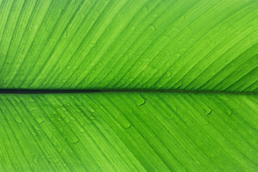 Leaf Poster