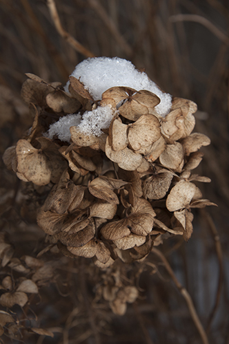 Winter Flowers Closeup
