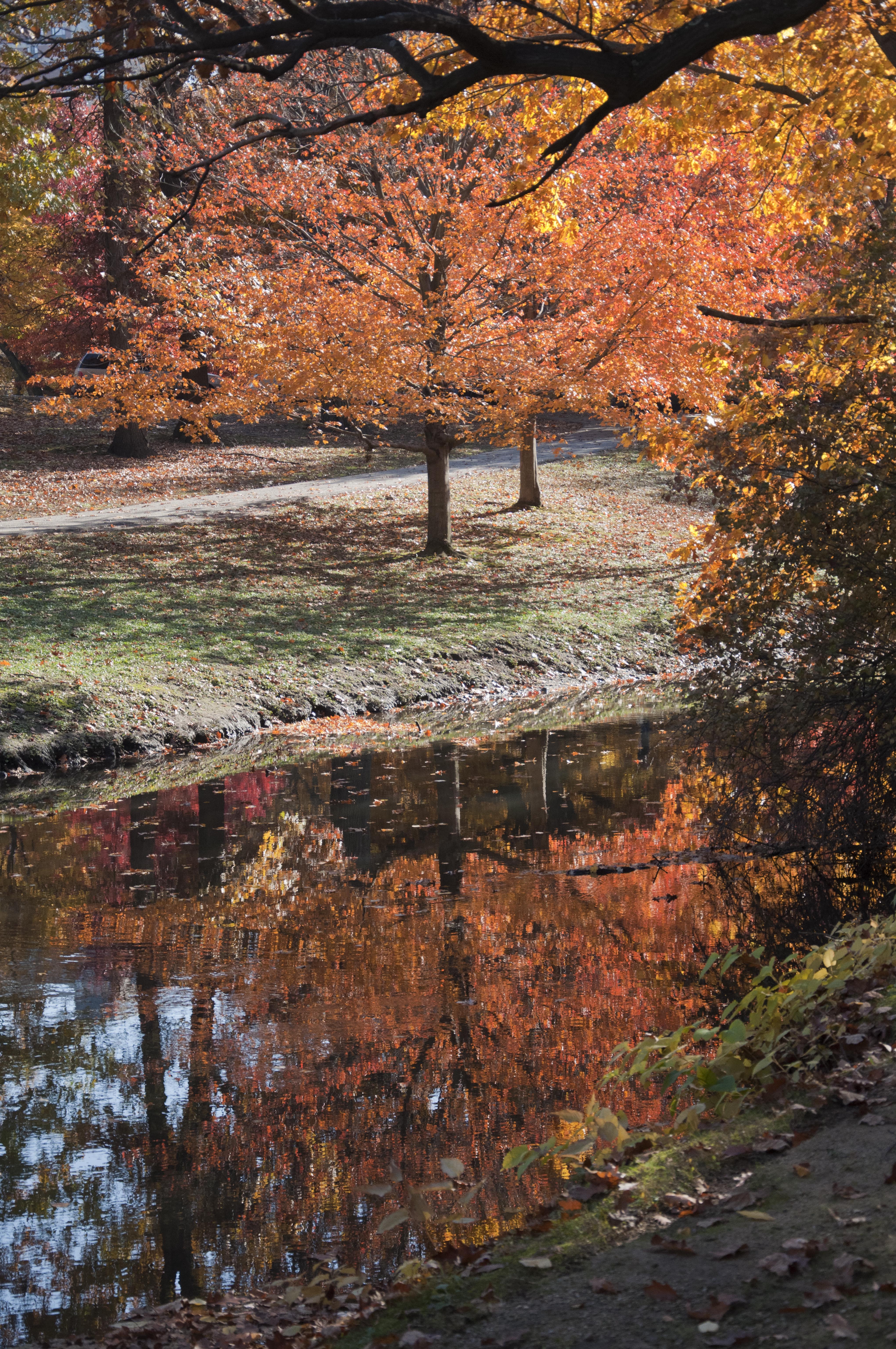 Fall Foilage Tree