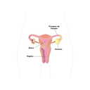 Aparato reprodutor feminino