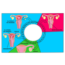Menstruación