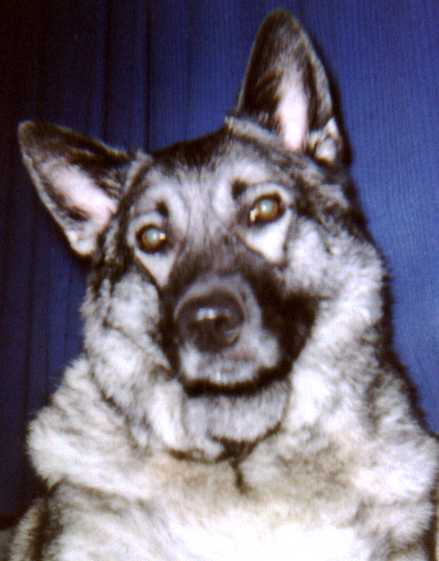 ZEKE - my Norwegian Elkhound