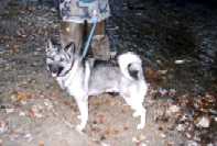 Zeke - at 5 year's old, in 1998, On a mountain trout fishing trip. Click for larger photo.