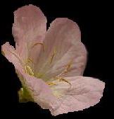 P�gina Principal