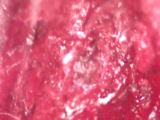 closeup5 (61K)
