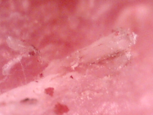 closeup8 (42K)