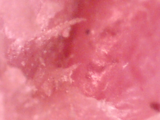closeup9 (43K)