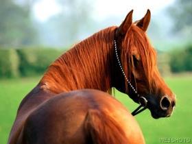 sangre caliente, caballos pura sangre, caballos andaluces, horse, horses