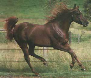 sangre caliente, caballos pura sangre, caballos andaluces, alquiler de caballos, caballos venta, horse, horses