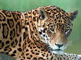 Animales peligrosos