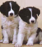 Animales de compa�ia