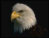 Aves rapaces