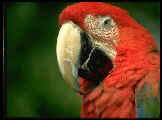 Otras aves