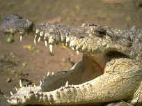 Reptiles y Anfibios