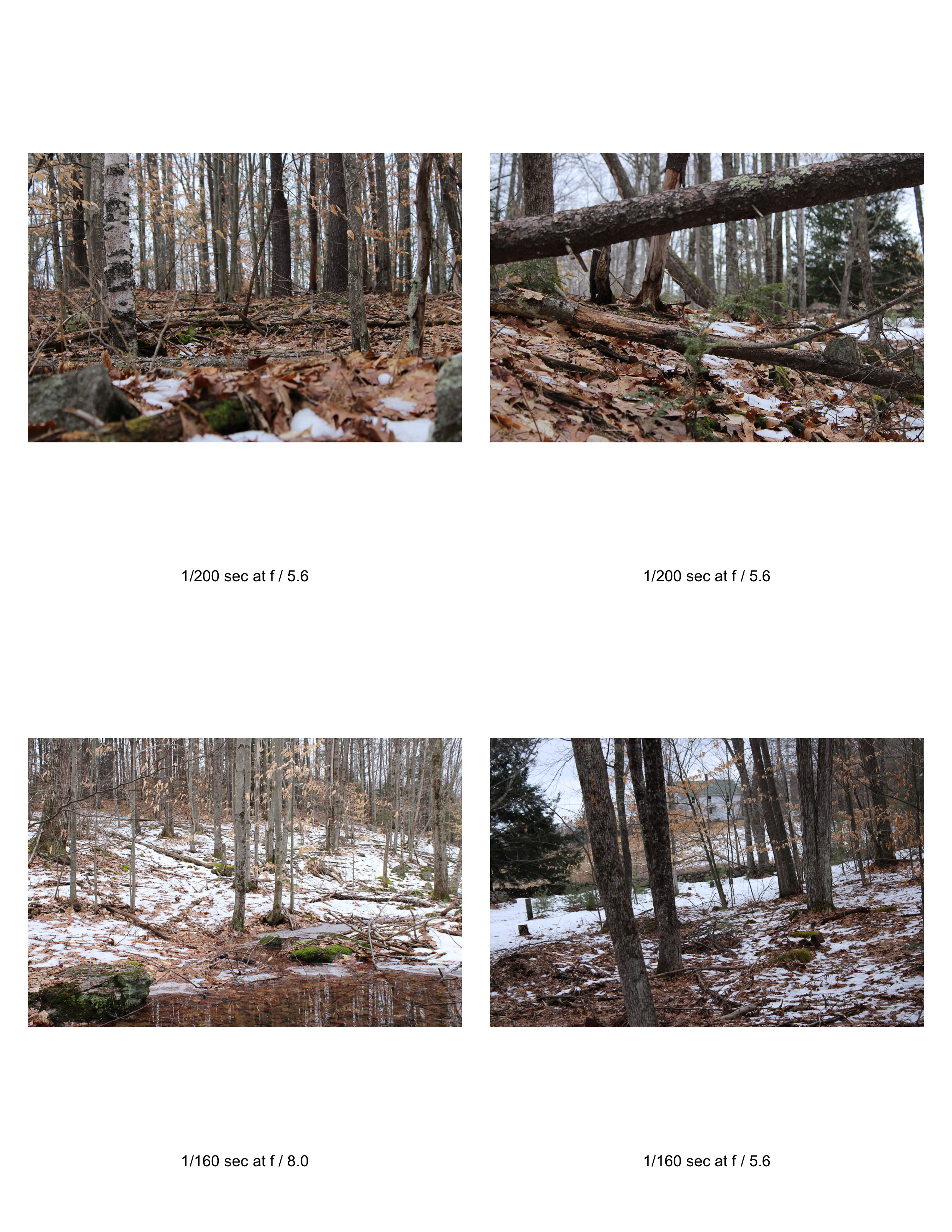 photos of woods