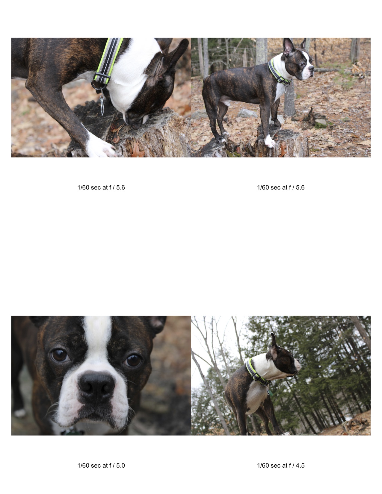 photos of dog