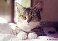 bart the cat jigsaw puzzle