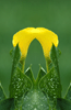 Arche (Num.) 