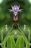 L'oiseau-mouche (Num.) 