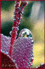 D�me argent� (Num.) 