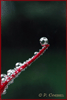Chapelet de perles (Num.)