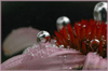 Perles d'argent ( Num.)