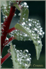 Fleurs perl�es (Num.)
