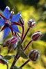 Bourgeons bull�s (Num.)