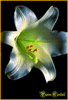 Lys