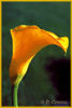 Calla