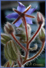 Borage