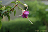  Fuchsia (Num.)