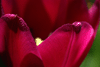 Tulipia (Num.)