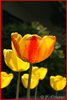 Tulipe 01