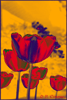 Tulipe 02