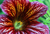 Sinuata (Num)