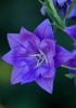 Platycodon (Num)
