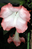 Brugmansia (Num)